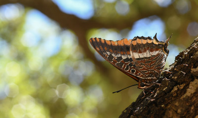 Papillon