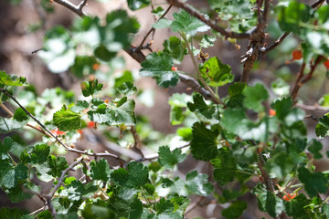 Wild Red Berry Plants
