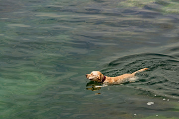 Obraz premium Labrador Retriever dog playing in clear aqua blue green water
