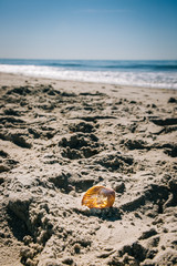Obraz premium Single highlighted shell on a well walked shoreline by the ocean