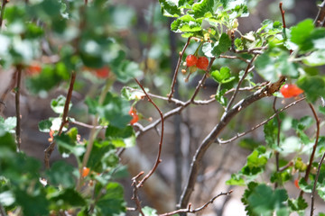 Wild Red Berry Plants