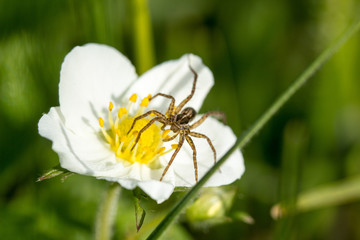 Macro photography of a spider sitting on white with a strawberry flower