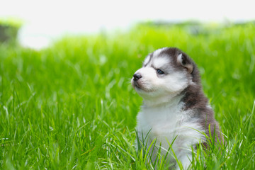 Puppy in the garden