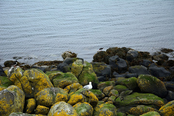 Eurasian oystercatcher and a black-backed gull, Inchcolm Island,