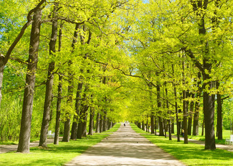 The natural landscape in the summer.