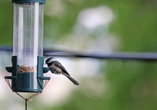 m&eacute;sange &agrave; t&ecirc;te noire