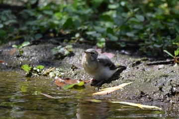 Fledging grey wagtail perched in the soil by the river bank
