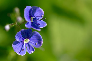 Small blue flower. Veronica chamaedrys
