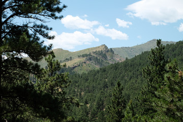 Pine trees in the foothills