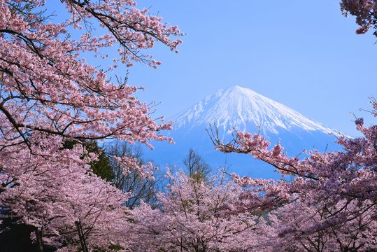 富士山と桜