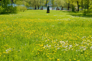 Obraz premium The natural landscape in the summer.