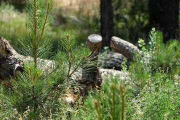 Fallen log in the forest