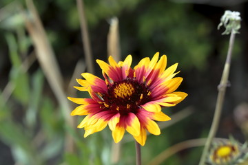 ガイラルディア