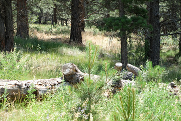 Fallen log in the forest