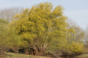 Obraz premium A solitary tree in the mount of cantabria