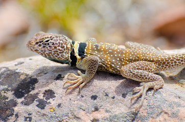 Western Collared Lizard in Zion National Park
