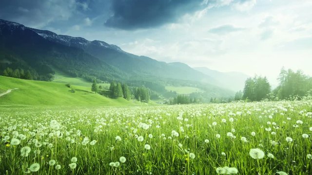 field of dandelions in Dolomites,South Tyrol, Italy
