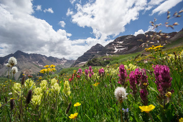 Aspen Snowmass Wildflowers