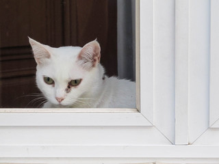 White cat on the window