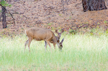 Mother deer and fawn grazing in mountain meadow, Bryce Canyon, Utah