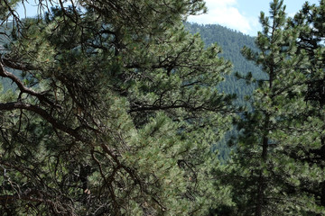 View of the mountains from the trees