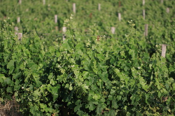 Fototapeta na wymiar Feuilles de vigne dans les Corbières, Occitanie dans le sud de la France