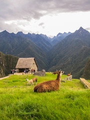 Llamas in Machu Picchu, Peru