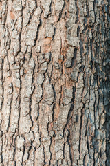 Naklejka premium Close up tree bark texture