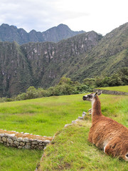 Fototapeta premium Relaxing llama in Machu Picchu