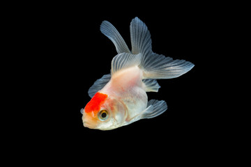 Obraz premium goldfish isolated on black background.