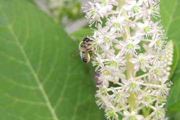 пчела на белых цветах в летнем  саду крупным планом 