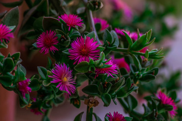 Pink flowers