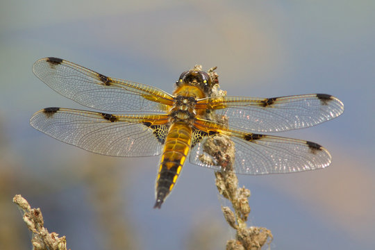 A Four Spotted Chaser, Libellula quadrimaculata, dragonfly on a seed head.