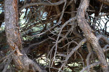 Bare Twisted Pine Branches