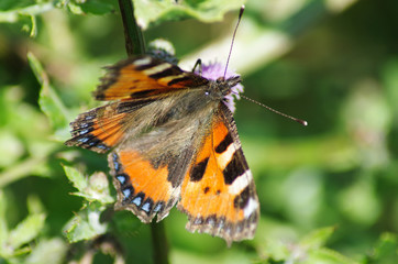 Aglais urticae