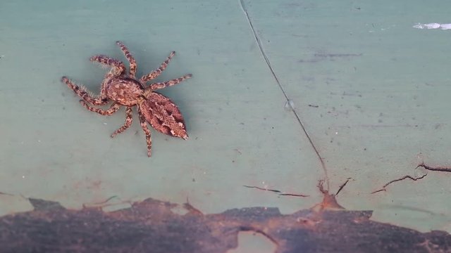 Spider moving away