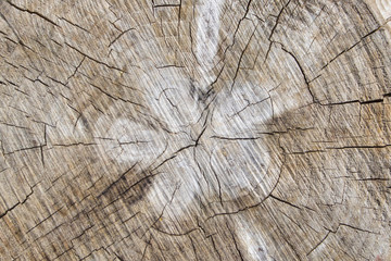 old tree stump texture background - 159619843