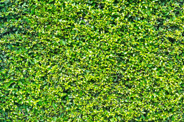 Pattern Texture Background of Tiny Small Green leaves, Korean Banyan