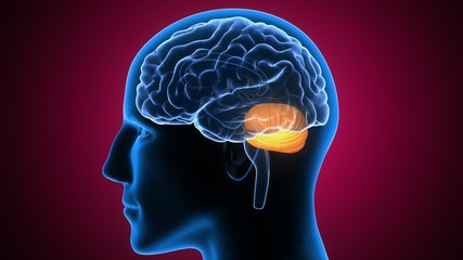 3d illustration of human body brain anatomy