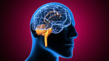 Obraz premium 3d illustration of human body brain anatomy