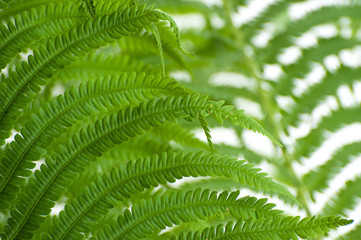 Young leaves of a large wild fern close-up on a white background..