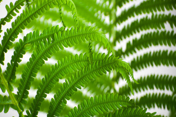 The leaves of wild fern close-ups as a background..