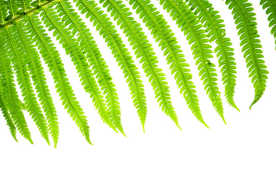 A leaf of a wild fern close-up on a clean white background..