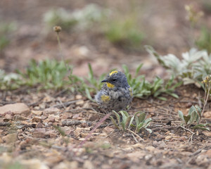 Audubon’s Yellow-rumped Warbler bird in a natural landscape