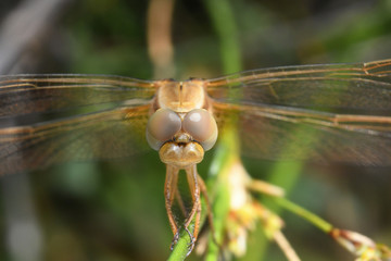 Libellule de face