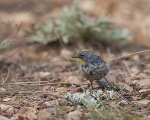 Audubon’s Yellow-rumped Warbler bird in a natural landscape