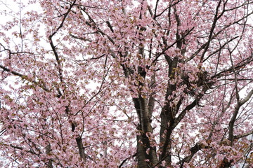 Obraz premium 桜