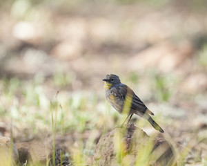 Audubon’s Yellow-rumped Warbler bird in a natural landscape