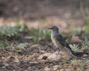 Audubon’s Yellow-rumped Warbler bird in a natural landscape