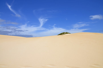 A small green plant on a top of a sandy dune with a blue sky with little picturesque clouds in the background